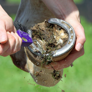 Инструмент набор для ухода за копытами | ЧПУП «Метрасалес»