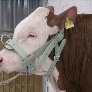 Идентификатор коровы | ЧПУП «Метрасалес»