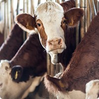 Регистрация ЧУП